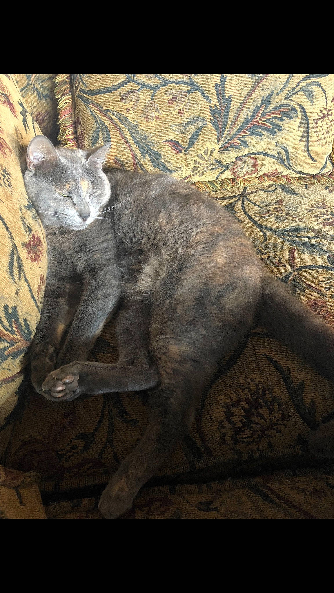 Peaches joined the competition — help win amazing prizes! art, artifact, carnivore, cat, fawn, felidae, fur, grey, painting, plant, shadow, small_to_medium_sized_cats, snout, tail, terrestrial_animal, trunk, visual_arts, whiskers, wildlife, wood