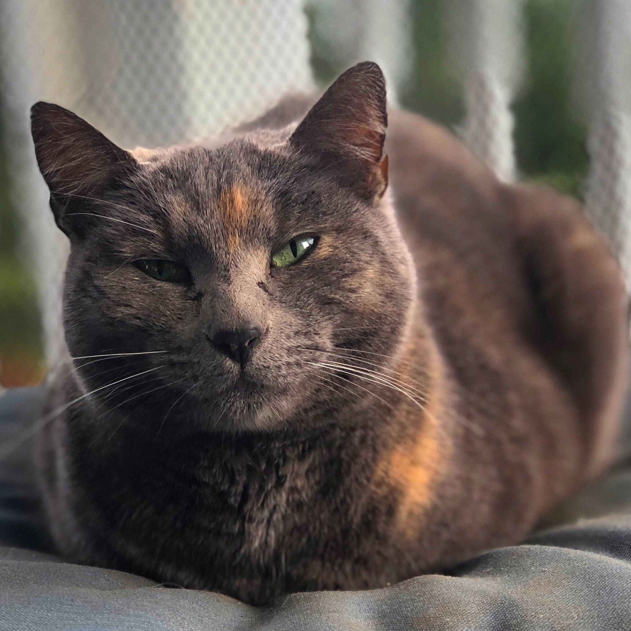 Peaches joined the competition — help win amazing prizes! carnivore, cat, domestic_short_haired_cat, felidae, fur, grey, small_to_medium_sized_cats, terrestrial_animal, whiskers, wildlife