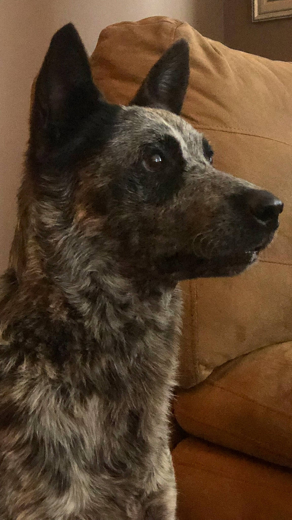 Boba joined the competition — help win amazing prizes! canidae, carnivore, companion_dog, couch, dog, dog_breed, fur, grey, herding_dog, king_shepherd, non_sporting_group, snout, sporting_group, terrestrial_animal, whiskers, working_animal, working_dog