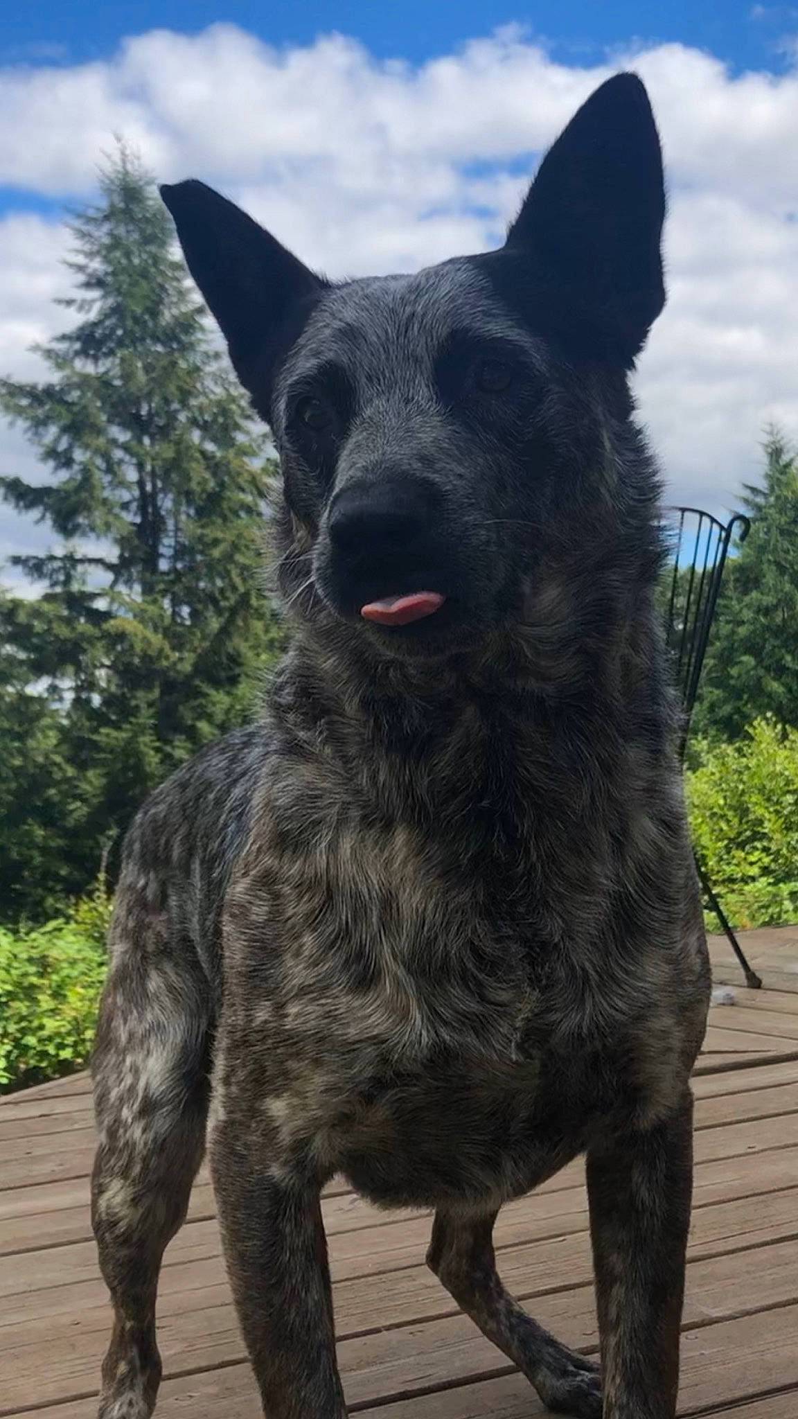 Boba joined the competition — help win amazing prizes! art, canidae, cloud, dog_breed, fawn, fur, grass, livestock, metal, outdoor_furniture, plant, sculpture, sky, snout, sporting_group, statue, terrestrial_animal, tree, wildlife, working_animal