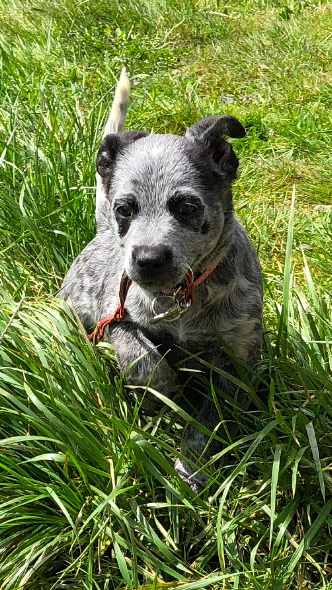 Boba is registered to the contest to win money with this photo: adventure, australian_stumpy_tail_cattle_dog, canidae, carnivore, collar, companion_dog, dog, dog_breed, dog_collar, dog_supply, fawn, grass, groundcover, leash, plant, snout, sporting_group, terrier, whiskers, working_animal