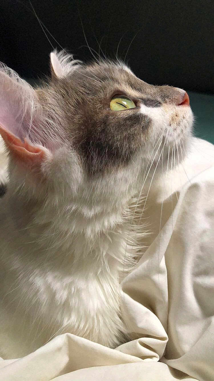 Piccola