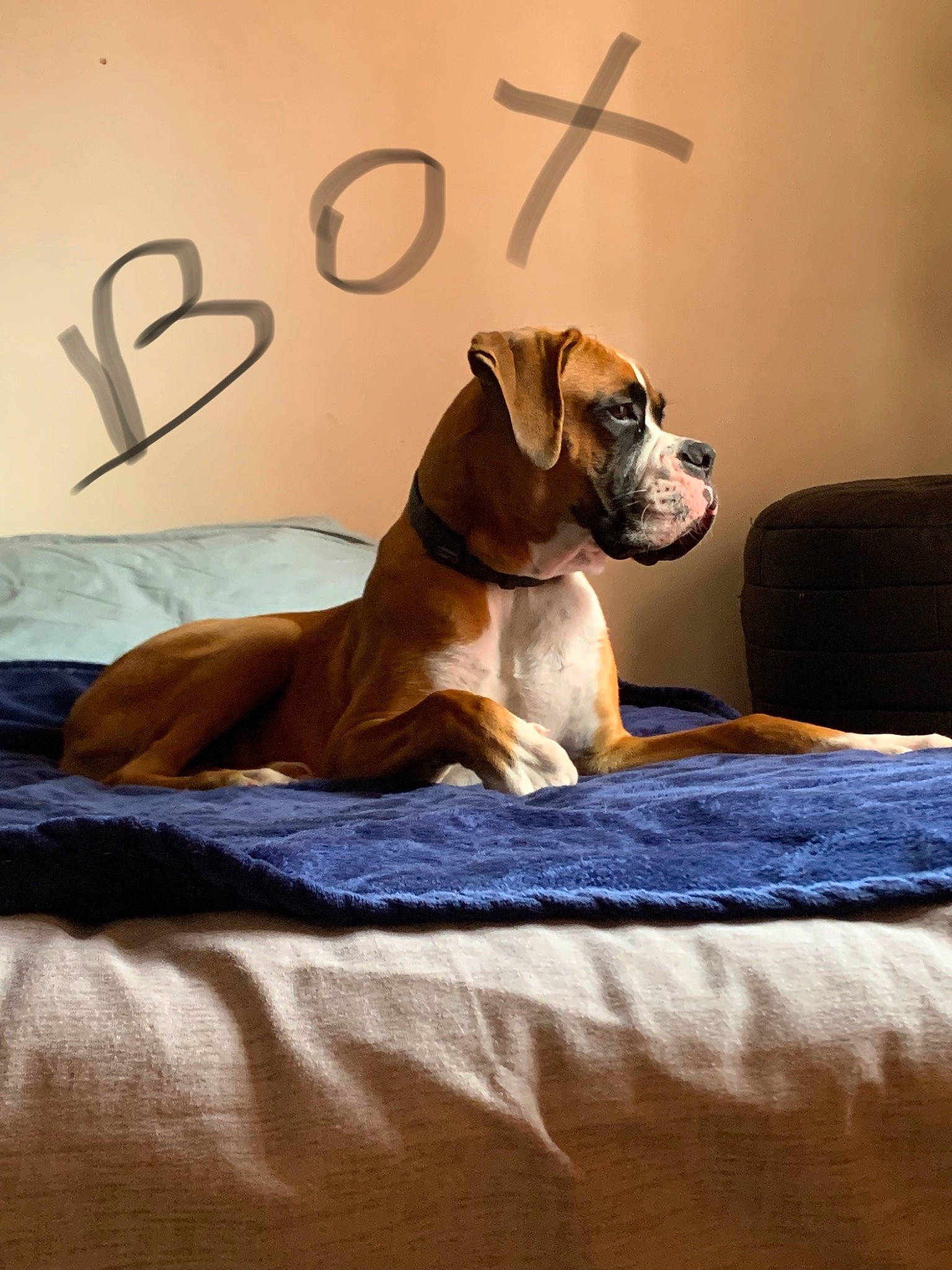 Box participe au concours pour gagner de l'argent avec cette photo : ancient_dog_breeds, art, canidae, carnivore, collar, comfort, companion_dog, dog, dog_breed, dog_collar, dog_supply, fawn, linens, liver, paw, pet_supply, snout, sporting_group, wood, working_animal