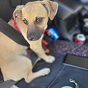 Big Mac is registered to the contest to win money with this photo: puppy, dog, car_seat, seatbelt, red_harness, leash, interior, vehicle, pet, can, black, brown, tan, looking, sitting, closeup, domestic_animal, young_dog, cute, restraint