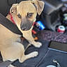 puppy, dog, car_seat, seatbelt, red_harness, leash, interior, vehicle, pet, can, black, brown, tan, looking, sitting, closeup, domestic_animal, young_dog, cute, restraint