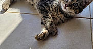 Persefone a rejoint le concours — aidez-le/la à gagner de superbes lots ! kitten, cat, tabby, pet, animal, fur, whiskers, floor, tile, sunlight, shadow, cute, young, small, indoor, relaxed, playful, domestic_cat, closeup, mammal