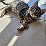 kitten, cat, tabby, pet, animal, fur, whiskers, floor, tile, sunlight, shadow, cute, young, small, indoor, relaxed, playful, domestic_cat, closeup, mammal