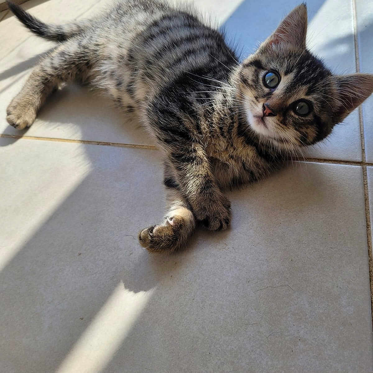 Persefone a rejoint le concours — aidez-le/la à gagner de superbes lots ! kitten, cat, tabby, pet, animal, fur, whiskers, floor, tile, sunlight, shadow, cute, young, small, indoor, relaxed, playful, domestic_cat, closeup, mammal