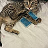 Persefone participe au concours pour gagner de l'argent avec cette photo : kitten, tabby, cat, toy, blue, fabric, paw, tongue, bed, sheet, floral_print, cushion, lying_down, cute, pet, animal, indoor, young, feline, whiskers