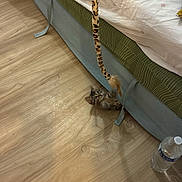 Persefone a rejoint le concours — aidez-le/la à gagner de superbes lots ! kitten, toy, bed, wooden_floor, playful, indoor, water_bottle, furniture, leopard_print, pet, animal, small, curious, domestic, cozy, striped, fabric, cushion, flooring, cat