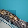 Persefone a rejoint le concours — aidez-le/la à gagner de superbes lots ! cat, tabby_cat, sleeping, relaxed, striped, spotted, cozy, blanket, soft_texture, indoor, feline, pet, resting, comfort, blue_wall, fur, whiskers, paws, nap, domestic_animal