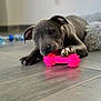 Ariel participe au concours pour gagner de l'argent avec cette photo : puppy, dog, toy, pink, bone, chewing, floor, tile, gray, pet, animal, playful, cute, indoor, closeup, paw, fuzzy_blanket, young, canine, relaxed