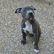 Ariel participe au concours pour gagner de l'argent avec cette photo : puppy, dog, gray, white_chest, sitting, pebble_ground, curious, ears, pet, animal, young, outdoor, cute, portrait, looking_up, canine, friendly, adorable, fur, paw