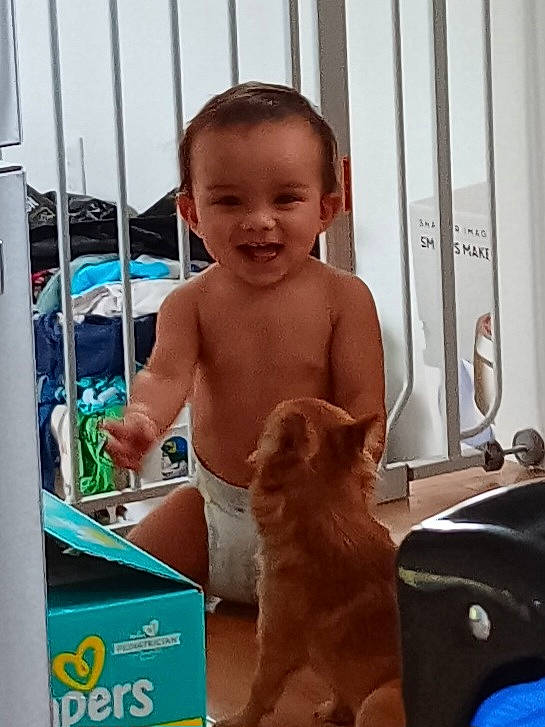 Dillon joined the competition — help win amazing prizes! abdomen, baby, barechested, carnivore, chest, child, companion_dog, dog, dog_breed, fawn, felidae, flooring, fun, happy, joy, person, smile, thumb, toddler, toy
