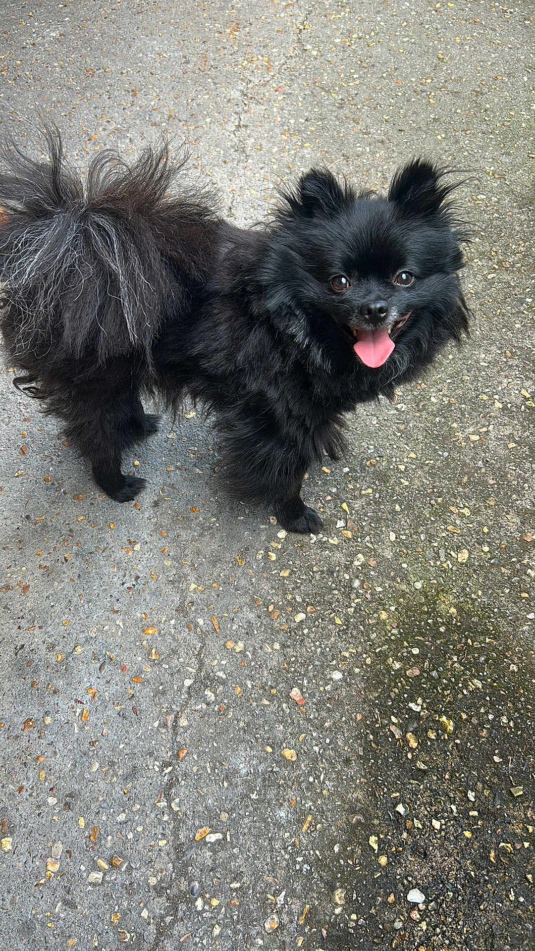 Oscar