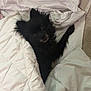 Oscar joined the competition — help win amazing prizes! animal, bed, black_dog, blanket, canine, comfort, cozy, cute, dog, domestic_animal, fur, fur_texture, indoor, looking_up, lying_down, pet, pillow, resting, sleeping_area, small_dog