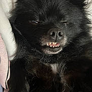 Oscar joined the competition — help win amazing prizes! adorable, animal, black_fur, blanket, close_up, closed_eyes, cozy, cute, dog, fluffy, fur, indoor, muzzle, nose, paw, pet, resting, sleeping, smiling, teeth