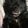 adorable, animal, black_fur, blanket, close_up, closed_eyes, cozy, cute, dog, fluffy, fur, indoor, muzzle, nose, paw, pet, resting, sleeping, smiling, teeth
