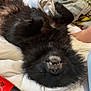 Oscar is registered to the contest to win money with this photo: arm, bed, black_dog, blanket, bracelet, casual, coca_cola_bottle, dog, fluffy, happy, indoor, jewelry, lying_down, necklace, person, plastic_bottle, relaxed, resting, smiling, teeth