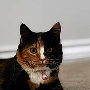 Kali joined the competition — help win amazing prizes! cat, calico_cat, pet, indoor, pink_paws, collar_bell, carpet, whiskers, portrait, feline, ears, eyes, paw, sitting, cute, domestic_cat, fur, close_up, pink_bell, adorable