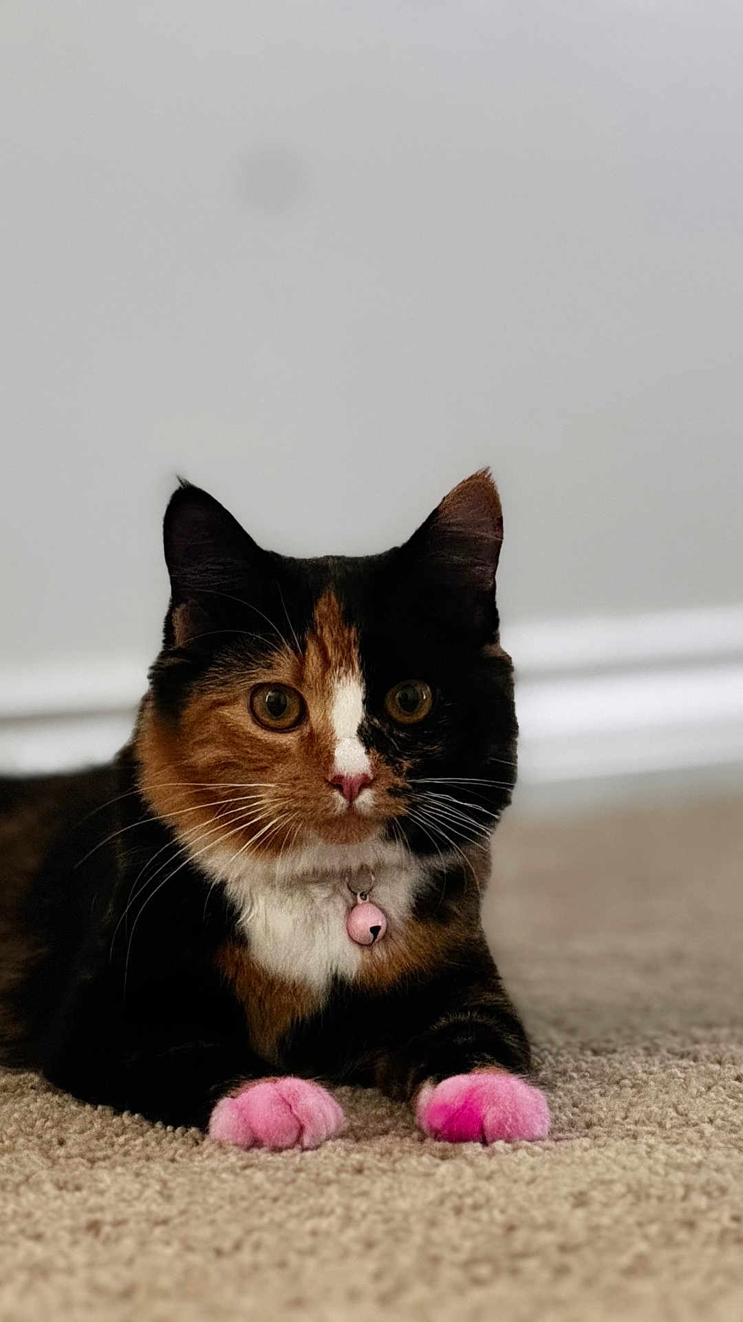 Kali joined the competition — help win amazing prizes! cat, calico_cat, pet, indoor, pink_paws, collar_bell, carpet, whiskers, portrait, feline, ears, eyes, paw, sitting, cute, domestic_cat, fur, close_up, pink_bell, adorable
