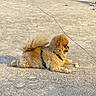 Tweesty a rejoint le concours — aidez-le/la à gagner de superbes lots ! dog, puppy, fluffy, small_dog, brown_fur, sitting, lying_down, outdoor, pavement, pétanque, balls, parked_cars, trees, park, sunlight, leash, collar, tail, cute, animal