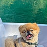 dog, small_dog, fluffy, pomeranian, tongue_out, smiling, pet, animal, boat, water, turquoise_water, outdoor, nature, trees, greenery, sunlight, life_jacket, harness, sitting, portrait