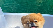 Tweesty participe au concours pour gagner de l'argent avec cette photo : dog, small_dog, fluffy, tan_fur, tongue_out, smiling, sitting, harness, collar, boat, boat_seat, water, turquoise_water, lagoon, outdoors, tropical, trees, foliage, reflection, vacation