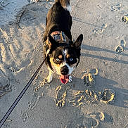 Nikko joined the competition — help win amazing prizes! dog, canine, blue_eyes, leash, sand, footprints, outdoor, pet, animal, happy, tongue_out, sunlight, walking, playful, tail, collar, closeup, summer, daylight, nature