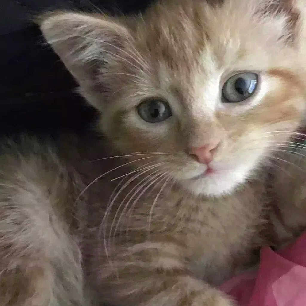 Bonkerz is registered to the contest to win money with this photo: carnivore, cat, claw, domestic_short_haired_cat, fawn, felidae, fur, paw, small_to_medium_sized_cats, tail, whiskers