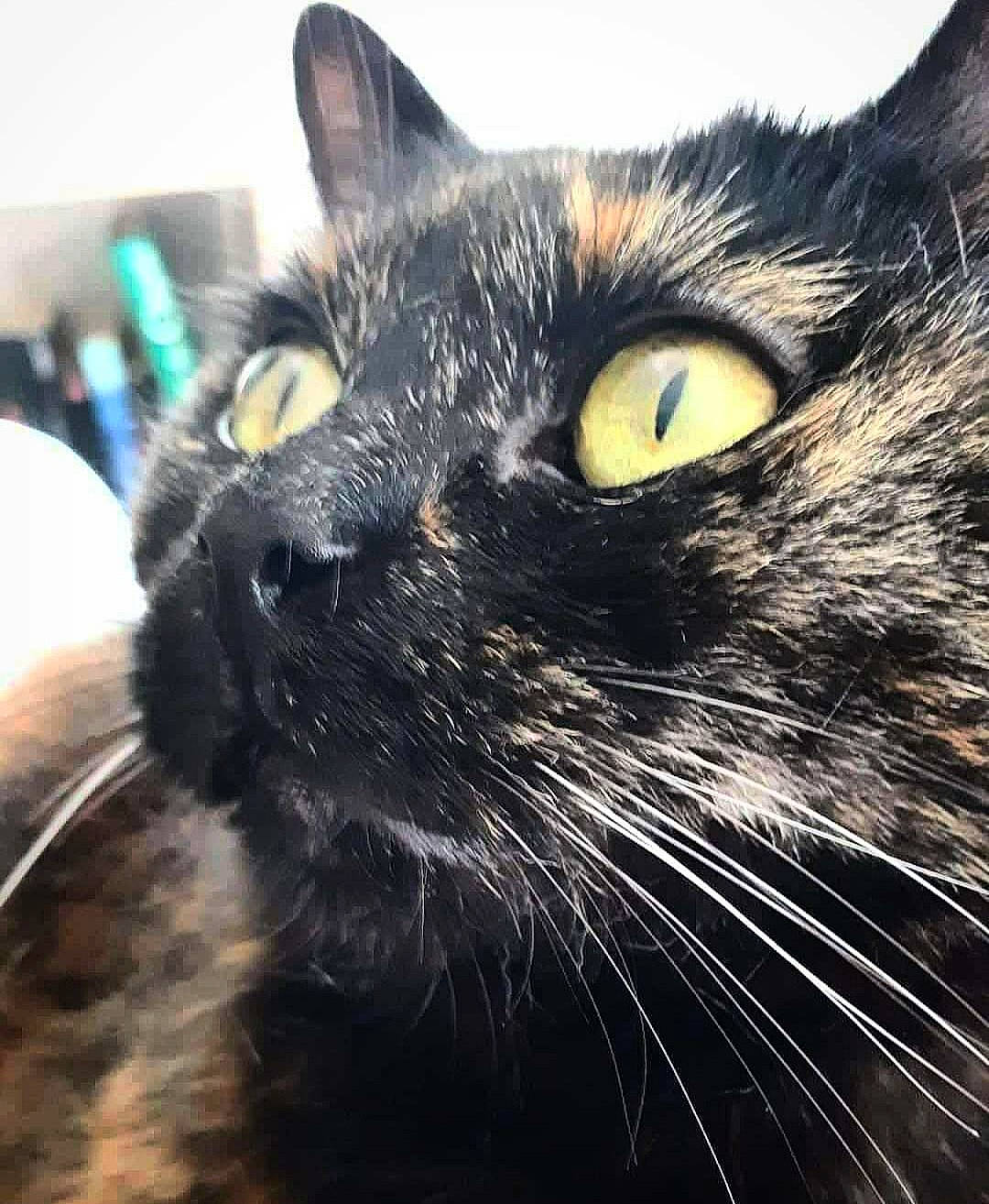 Mía a rejoint le concours — aidez-le/la à gagner de superbes lots ! art, black_cat, carnivore, cat, close_up, darkness, domestic_short_haired_cat, eye, felidae, fur, mammal, plant, sky, small_to_medium_sized_cats, snout, tree, vertebrate, whiskers, wildlife, window