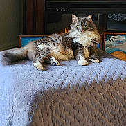 Clover joined the competition — help win amazing prizes! cat, fluffy, gray_cat, white_paws, green_eyes, indoor, blanket, bed, relaxed, pet, feline, fur, cozy, home, painting, fireplace, resting, cute, animal, looking_at_camera