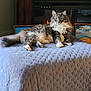 cat, fluffy, gray_cat, white_paws, green_eyes, indoor, blanket, bed, relaxed, pet, feline, fur, cozy, home, painting, fireplace, resting, cute, animal, looking_at_camera