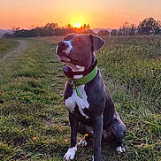Maya participe au concours pour gagner de l'argent avec cette photo : dog, sunset, grass, field, collar, nature, outdoor, animal, pet, path, sky, scenery, sun, mammal, sitting, green, brown, white, landscape, peaceful