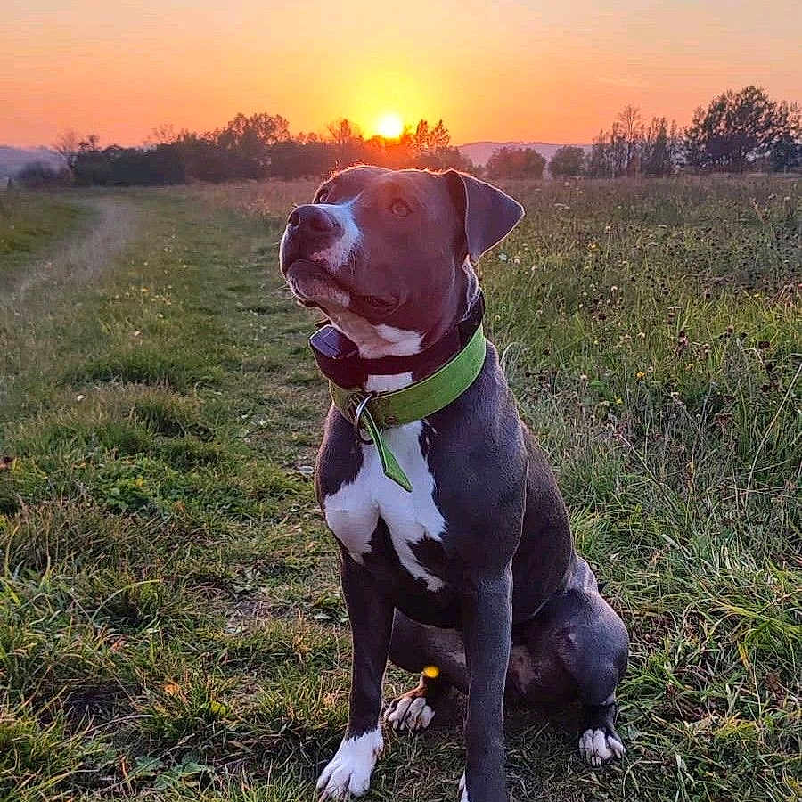 Maya participe au concours pour gagner de l'argent avec cette photo : animal, brown, collar, dog, field, grass, green, landscape, mammal, nature, outdoor, path, peaceful, pet, scenery, sitting, sky, sun, sunset, white