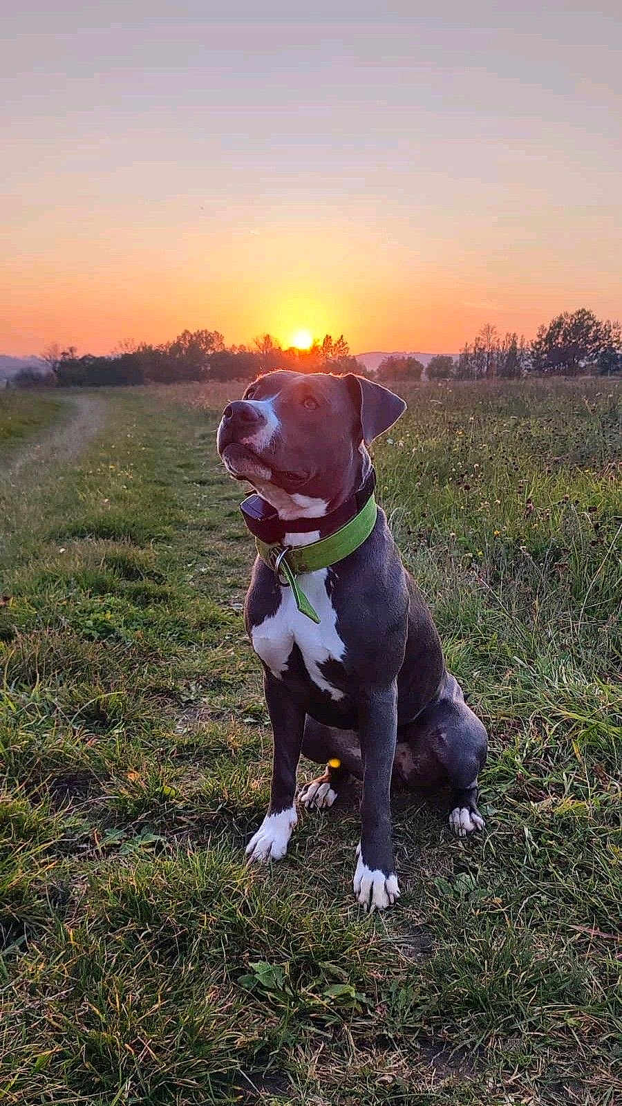 Maya participe au concours pour gagner de l'argent avec cette photo : dog, sunset, grass, field, collar, nature, outdoor, animal, pet, path, sky, scenery, sun, mammal, sitting, green, brown, white, landscape, peaceful