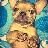 Mother Fudge is registered to the contest to win money with this photo: dog, puppy, french_bulldog, pet, animal, portrait, lying_down, paws, large_ears, short_snout, brown_fur, blue_blanket, indoor, cute, funny, close_up, looking_at_camera, relaxed, facial_expression, photography