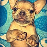 dog, puppy, french_bulldog, pet, animal, portrait, lying_down, paws, large_ears, short_snout, brown_fur, blue_blanket, indoor, cute, funny, close_up, looking_at_camera, relaxed, facial_expression, photography