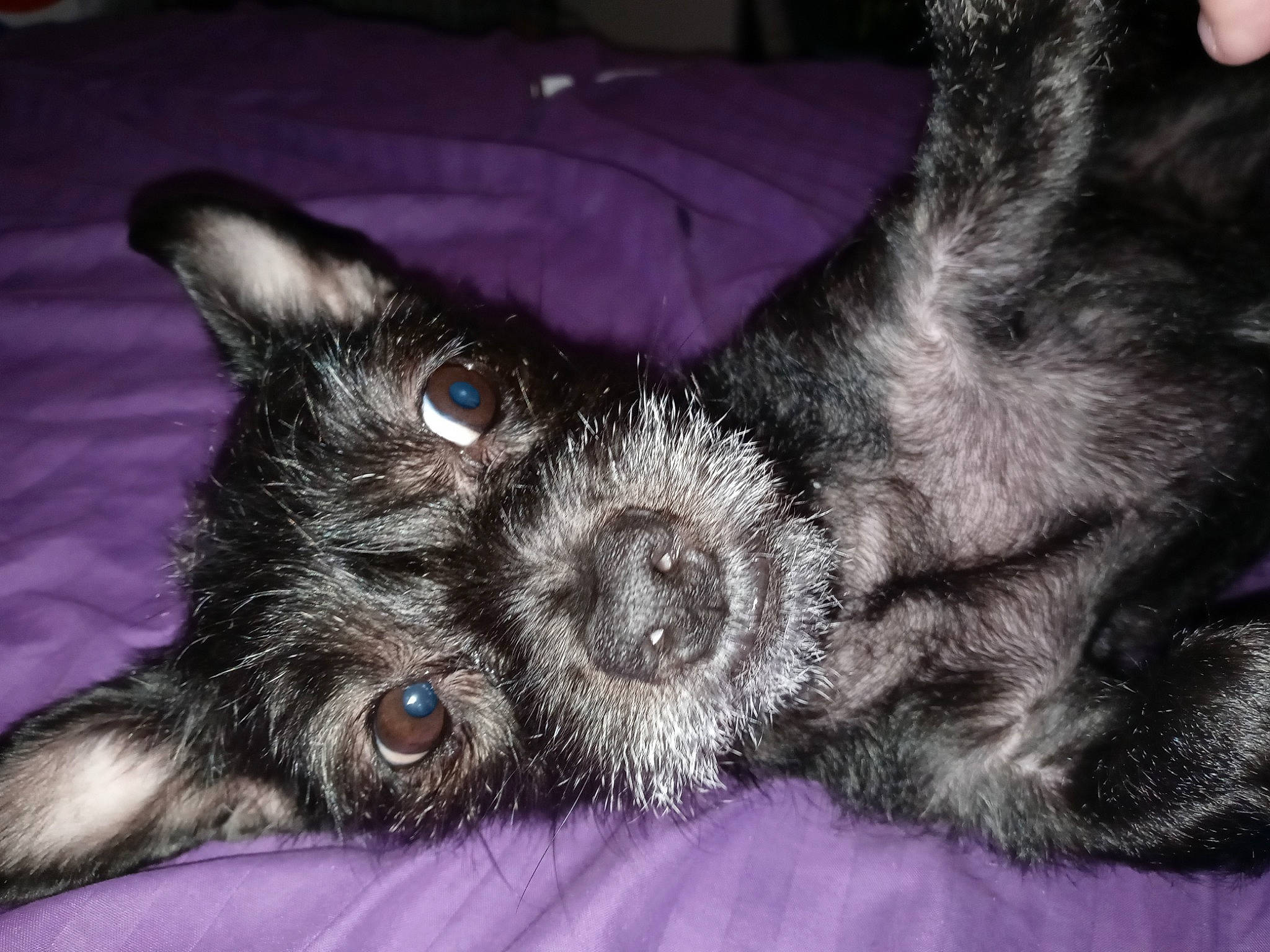 Bellaboo is registered to the contest to win money with this photo: canidae, carnivore, companion_dog, dog, dog_breed, dog_supply, ear, fur, non_sporting_group, paw, puppy, sleep, snout, sporting_group, terrestrial_animal, terrier, toy_dog, whiskers, working_animal