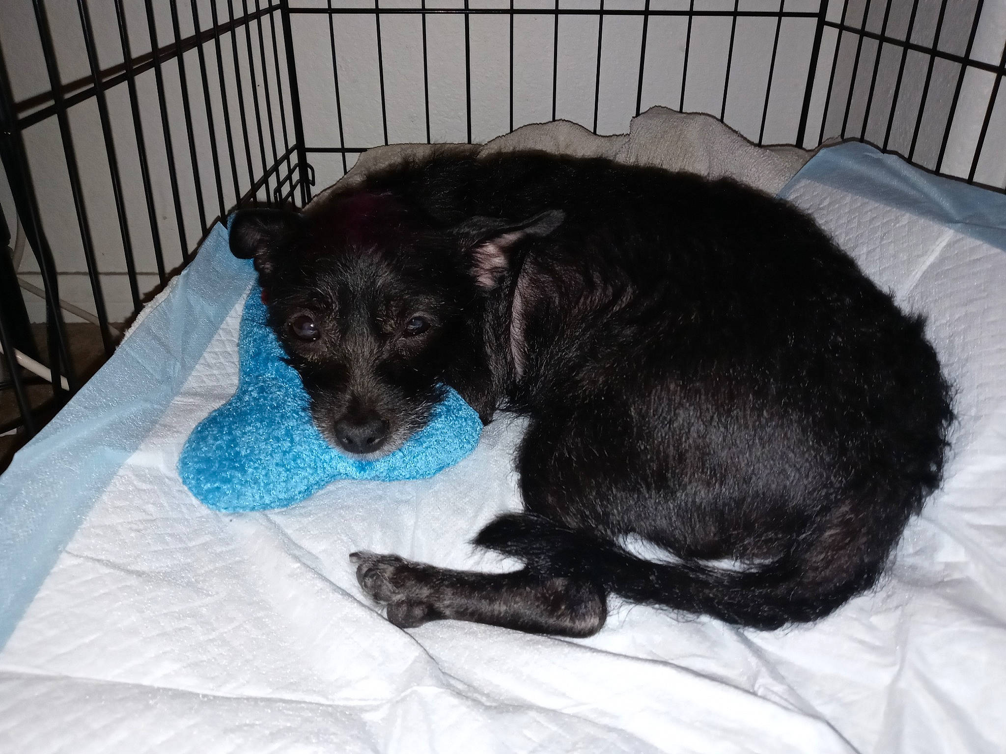 Bellaboo joined the competition — help win amazing prizes! animal_shelter, carnivore, comfort, companion_dog, dog, dog_breed, dog_supply, felidae, fence, fur, mammal, paw, pet_supply, snout, sporting_group, tail, terrestrial_animal, vertebrate, whiskers, working_animal