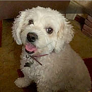 Rosie is registered to the contest to win money with this photo: animal, carpet, close_up, collar, companion, cute, dog, eyes, fluffy, fur, household, indoor, looking_up, nose, paw, pet, portrait, small_dog, tongue_out, white_dog