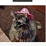 Angellou Russell is registered to the contest to win money with this photo: accessory, carpet, cat, cowboy_hat, cute, domestic_cat, ears, feline, fluffy, fur, household, indoor, longhair_cat, pet, pink_hat, portrait, sitting, tabby, tail, whiskers