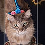 Angellou Russell is registered to the contest to win money with this photo: accessory, cat, close_up, cozy, cute, feline, flowers, fur, green_eyes, headband, indoor, long_fur, looking_up, ornate_rug, patterned_rug, paws, pet, portrait, unicorn_horn, whiskers