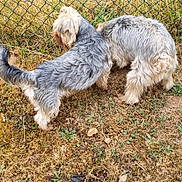 Choupinou Et Léo a rejoint le concours — aidez-le/la à gagner de superbes lots ! dogs, canines, two_dogs, shaggy, long_hair, gray_fur, white_fur, outdoors, backyard, grass, dry_grass, fence, chain_link_fence, plants, greenery, standing, sniffing, animal_photography, pets, funny_pose
