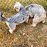 dogs, canines, two_dogs, shaggy, long_hair, gray_fur, white_fur, outdoors, backyard, grass, dry_grass, fence, chain_link_fence, plants, greenery, standing, sniffing, animal_photography, pets, funny_pose