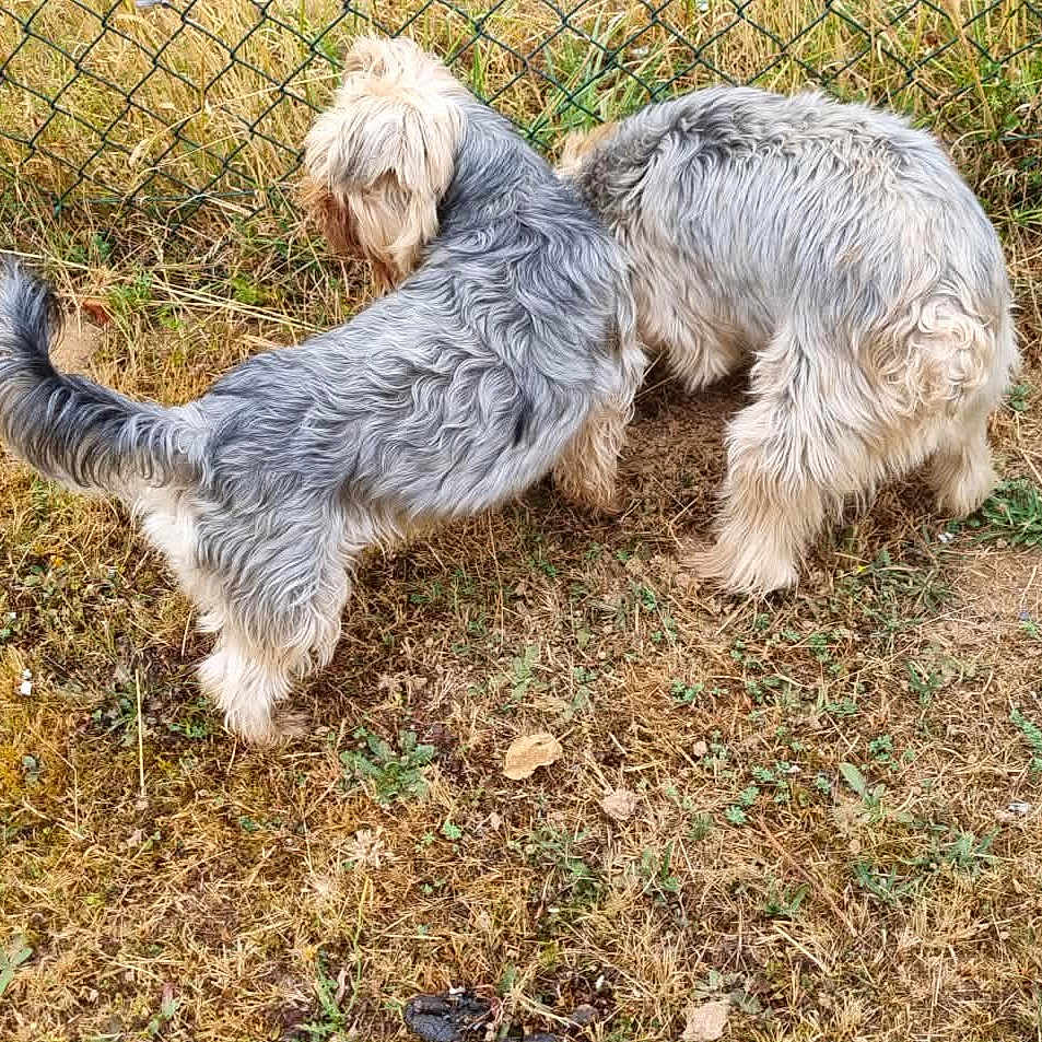Choupinou Et Léo