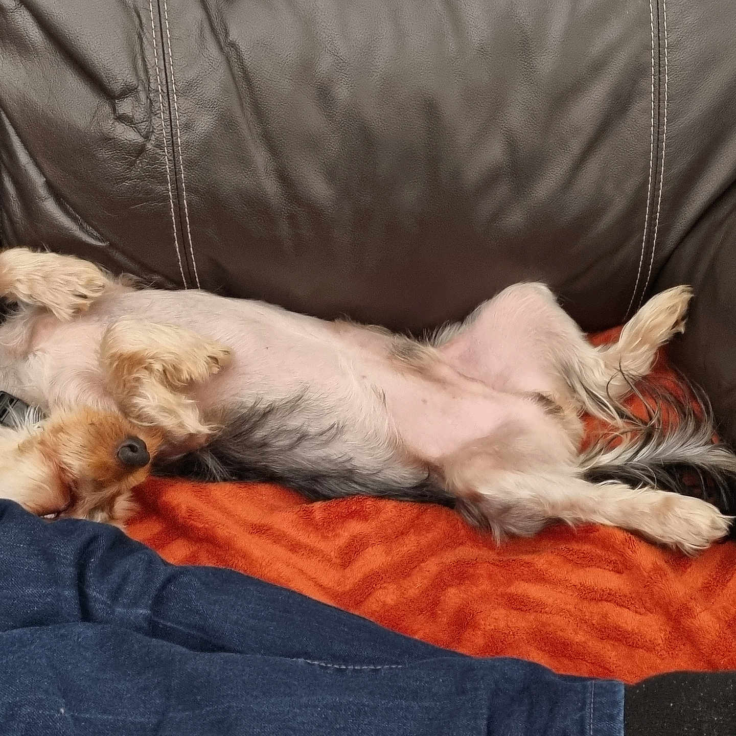 Choupinou