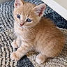 Locky a rejoint le concours — aidez-le/la à gagner de superbes lots ! abyssinian, angora, animal, cat, homedecor, kitten, manx, pet, rug, siamese