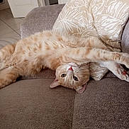 Locky participe au concours pour gagner de l'argent avec cette photo : animal, cat, comfort, couch, cozy, cute, ears, feline, fur, head, home, indoor, orange_tabby, paw, pet, pillow, relaxed, resting, stretching, whiskers