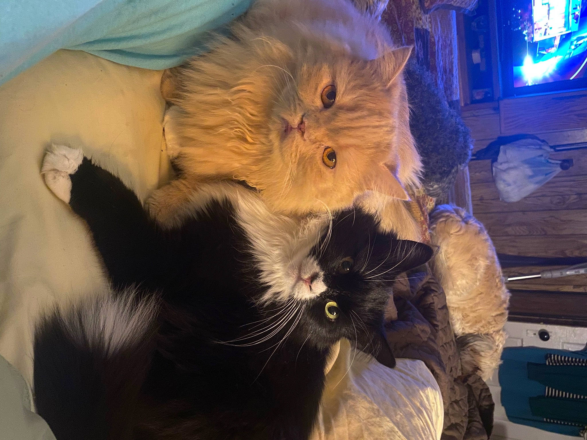 Puff is registered to the contest to win money with this photo: canidae, carnivore, cat, claw, companion_dog, dog_breed, event, fawn, felidae, fur, holiday, paw, small_to_medium_sized_cats, snout, tail, television, whiskers